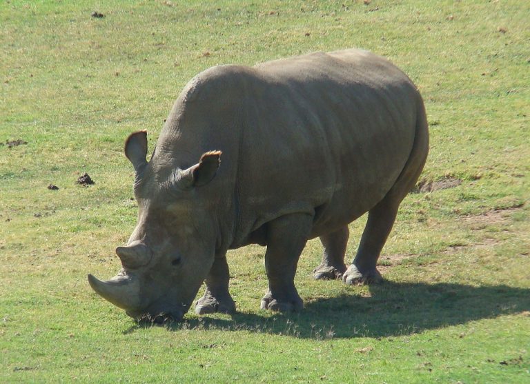 Why bringing back the Northern white rhino is such a rare event