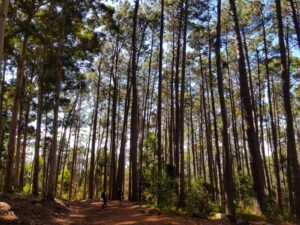 Constantia neck takes you through pine forest