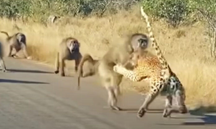 Kruger national park, skukuza, leopard, baboon