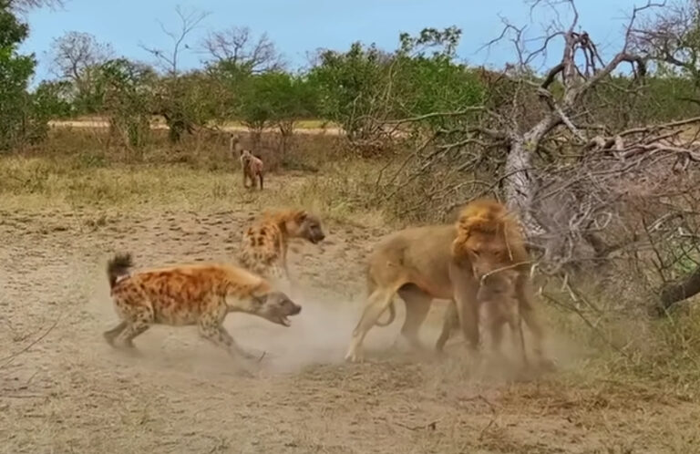 lions, arathusa, hyena, safari