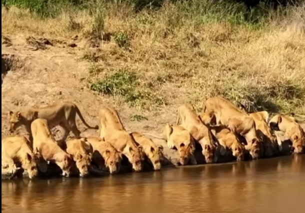 Lions line up for a drink