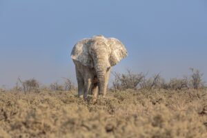 Elephant, etosha, Namibia, Windhoek, Travel, Safari, Southern Africa