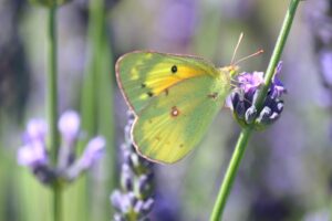 butterfly on lavender