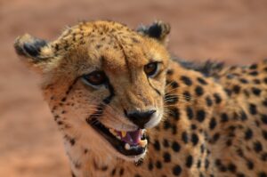 Cheetah, namibia, Etosha, Wildlife, safari, travel, tour