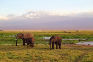 Kenya, wine, rift valley, vinyards