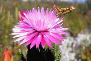 fynbos again, meadow, indigenous, native plants