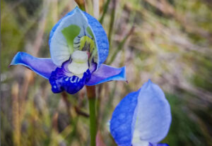 fynbos, local meadow garden