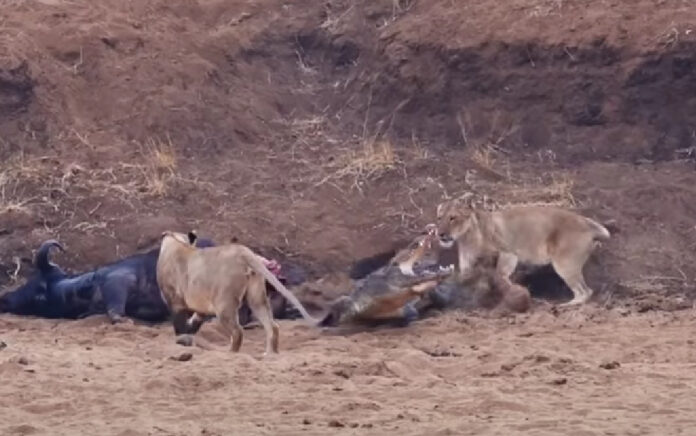 lions, wildlife, kruger national park, crocodile