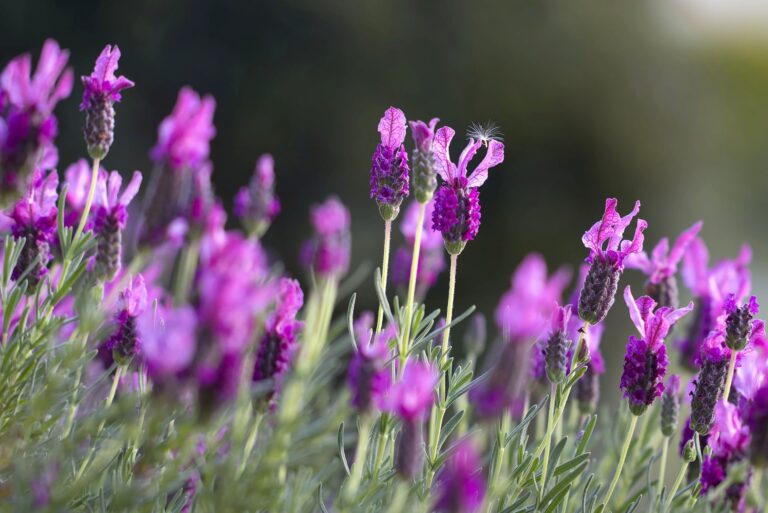 lavendar, plant, herb, growing, gardening