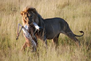 Etosha, Namibia, Windhoek, Lion, Kill, hunt, salt pan