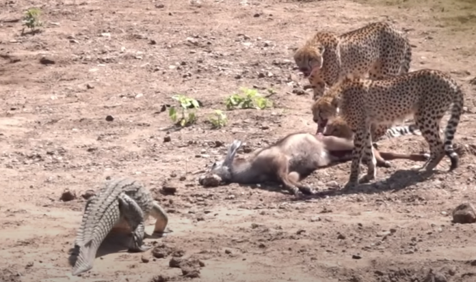 crocodiles steal meal from cheetahs in kruger national park