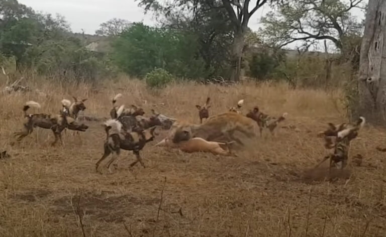 wild dogs steal kill from leopard only to lose it themselves to hyena