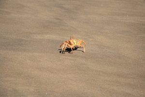 Namibe, desert, angola, coastline