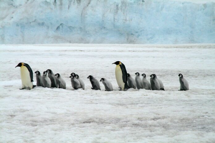 Penguins, emperor, breeding, climate change, antarctic