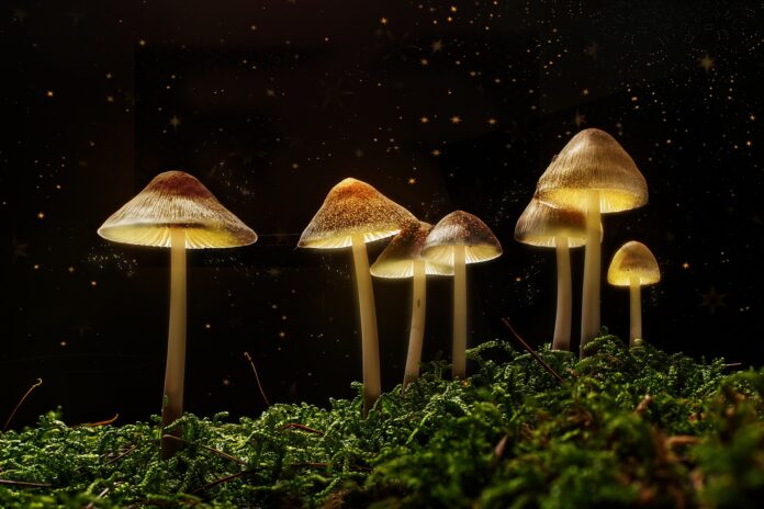 magic mushrooms, depression, study, research, cure