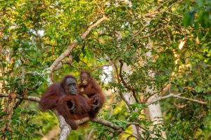 Orangutan safari in borneo