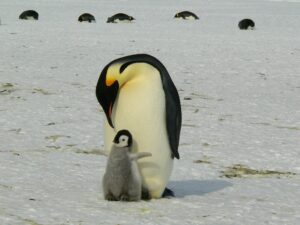 Emperor Penguins, ice, breeding, failure