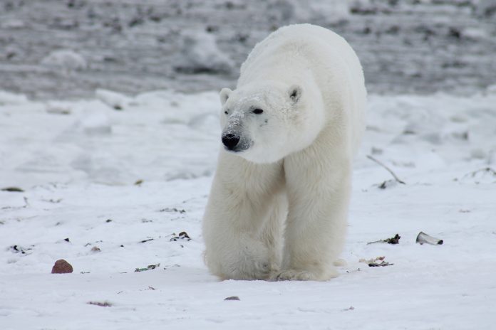 Pola bears in the wild are an incredible sighting