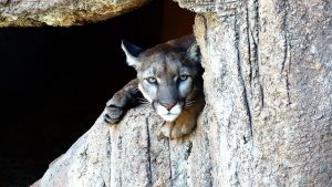 Puma, chile, safari, unusual tours, destinations, wildlife