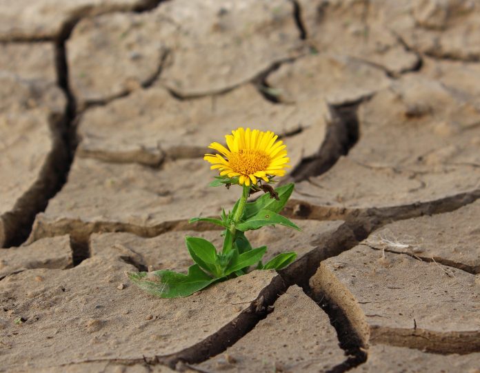 regreening the deserts might offer carbon capture options.