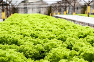 lettuce grows particularly well in a hydroponic garden