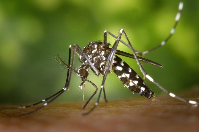 Malaria vaccines now a reality