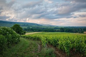 The ALsace wine route is popular among french locals